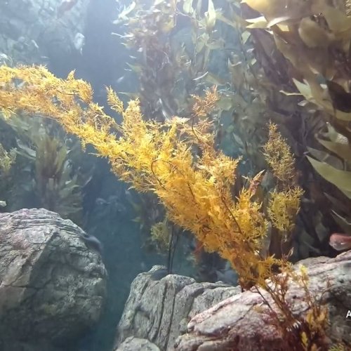 Aquarium of the Pacific Live Camera: Underwater Kelp Forest in Long Beach