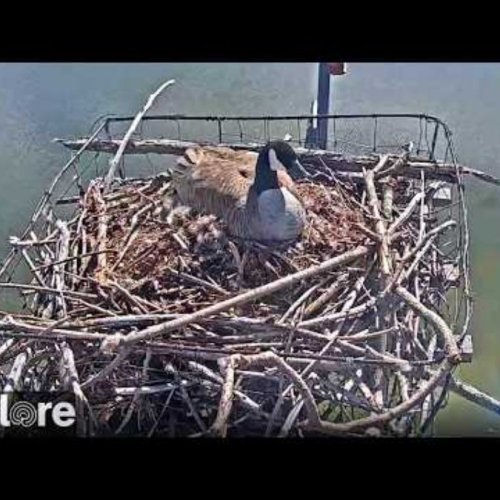 Rogers Place Nest | Charlo, Montana