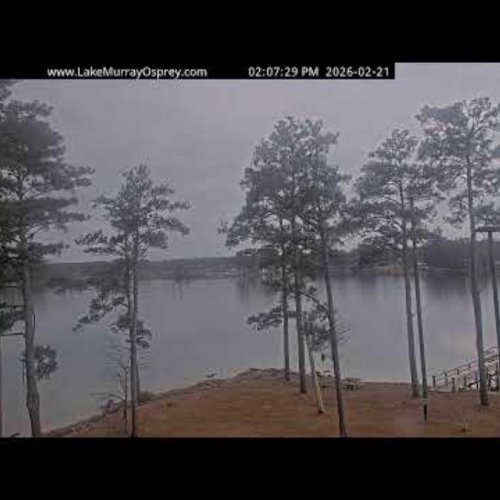 Lake Murray Osprey Live Webcam: Chapin, South Carolina Views