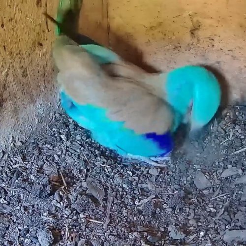 Ornis Italic: European Roller Nesting Live Camera in Monte Romano