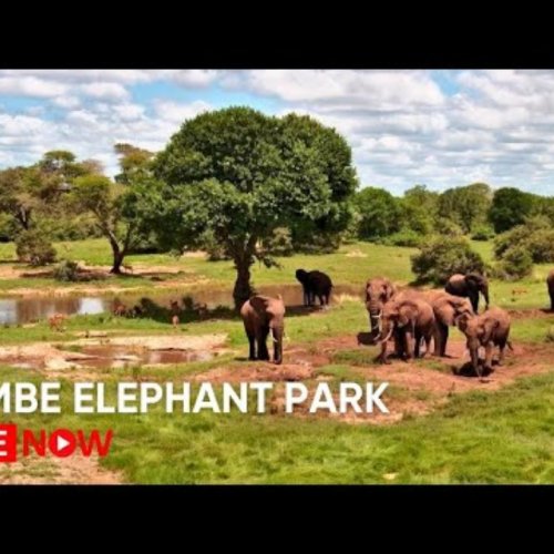 Tembe Elephant Park Live Webcam: South African Wildlife