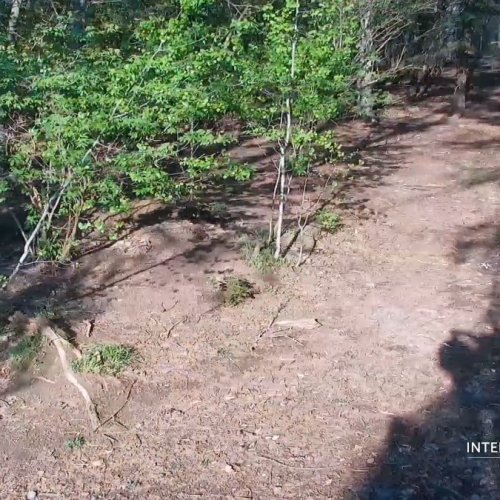Wolves of Ely: North Camera View 🌲