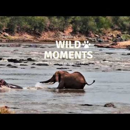 Sihangwane Africa Live Camera: Witness Wildlife at the Water's Edge