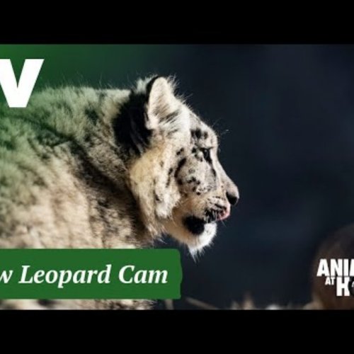Melbourne Zoo Snow Leopard Webcam