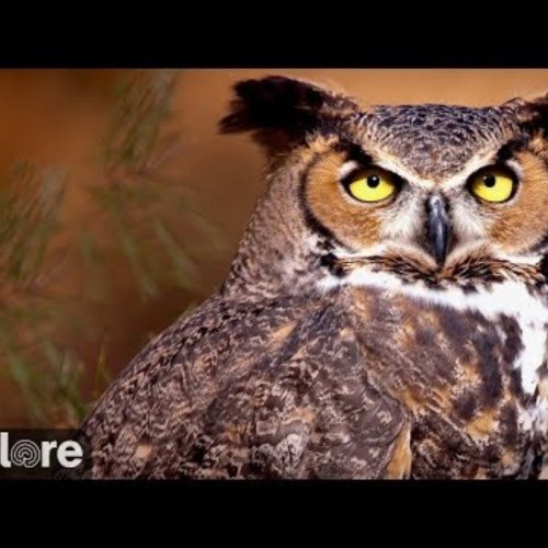 Great Horned Owl Nest Webcam in Polson, Montana
