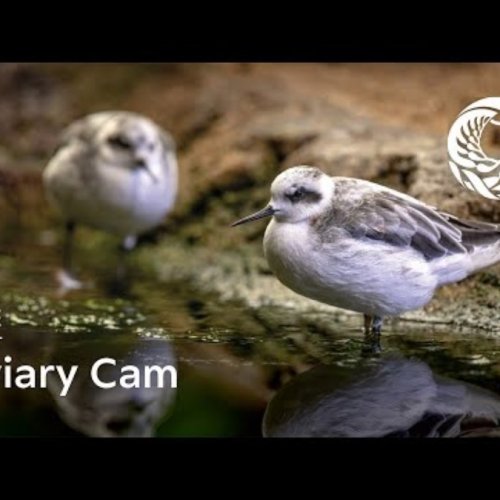 Live Aviary Cam: Monterey Bay Aquarium Birds