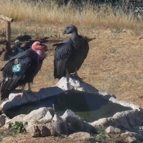 California Condor Sanctuary Live Cam | Notleys Landing