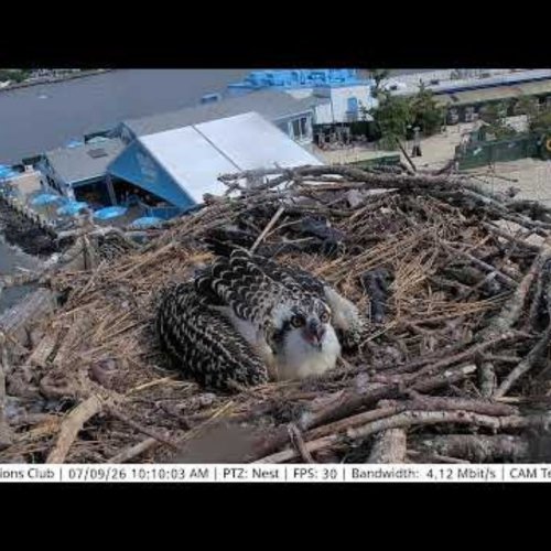 Dewey Beach Osprey Nest Live View
