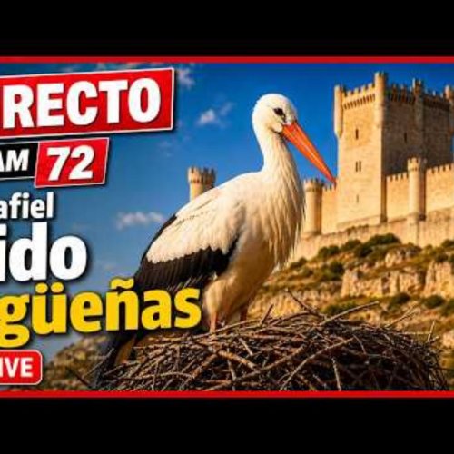 Peñafiel Stork Nest Live View