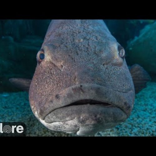 Aquarium of the Pacific Blue Cavern Live Cam