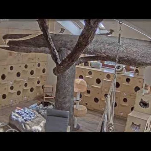 Cat Inn Hotel Near Prague Live Webcam