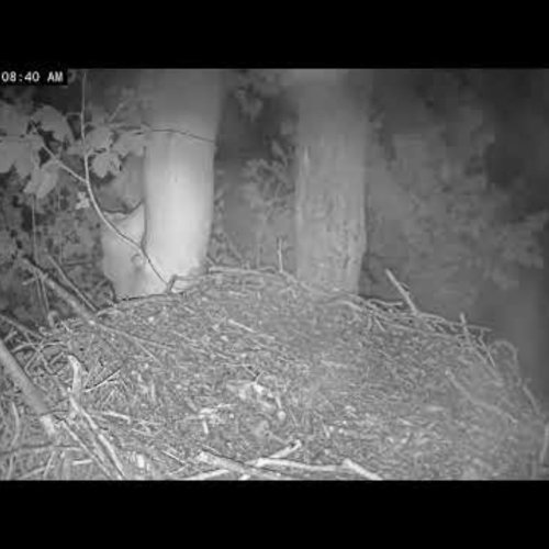 NCTC Eagle Nest Live Stream