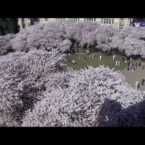UW Quad Cherry Blossom Webcam: Seattle, United States