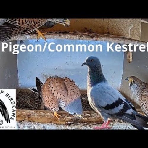 Live Pigeon & Common Kestrel Nest Cam in Even Yehuda, Israel