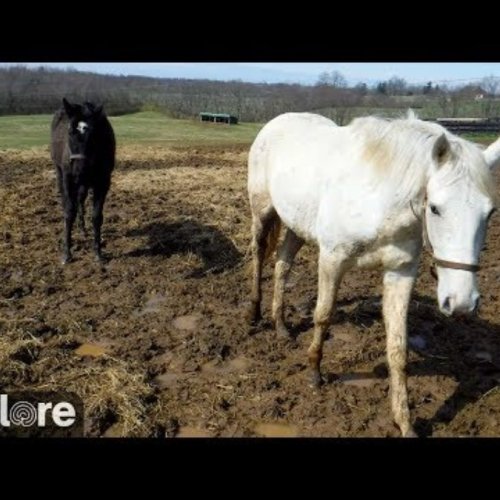 Kentucky Equine Adoption Center Live Cam: Nicholasville, KY