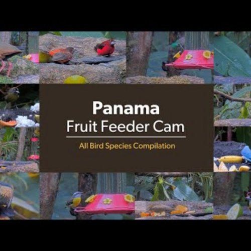 Panama Fruit Feeder Cam: Live Tropical Birdwatching