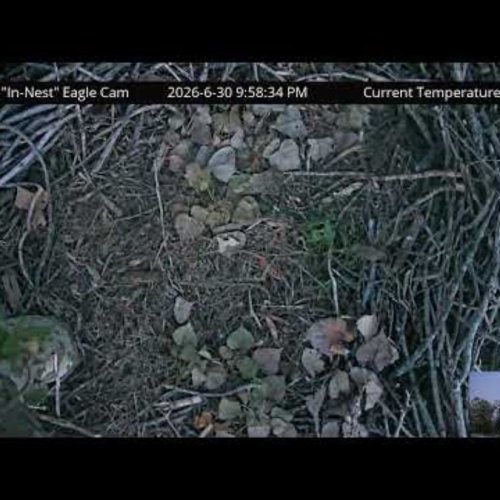ND-LEEF In-Nest Bald Eagle Cam: A Live Look at Eagle Nesting Habits