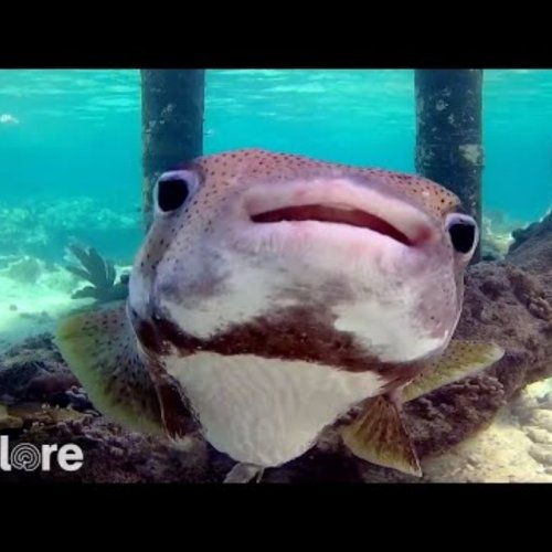 Utopia Village Back-of-Dock Reef Live View