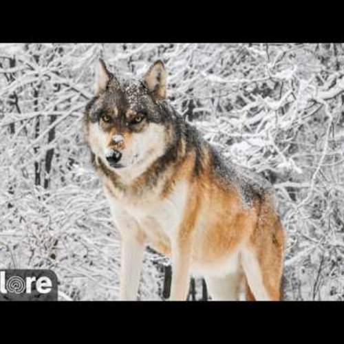 Witness Wildlife at International Wolf Center in Ely, Minnesota