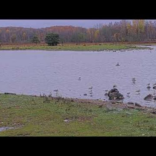 Ilene Nature Reserve Live Webcam - Tønsberg, Norway