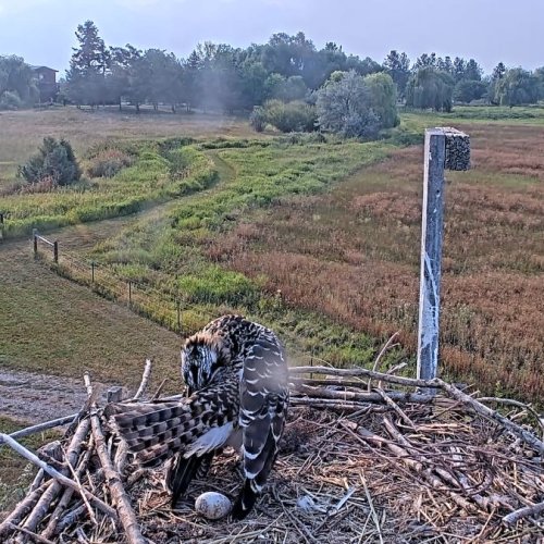 Charlo Montana Osprey Nest Live Stream