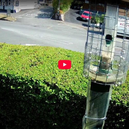 Woodbury Bird Feeder Live Cam: Devon Wildlife & Village Life