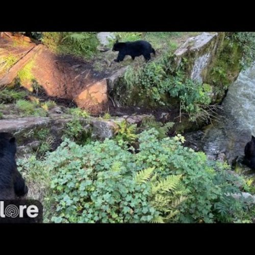 Anan Bear Fishing Hole 4: A Live Look at Wrangell's Famed Wildlife