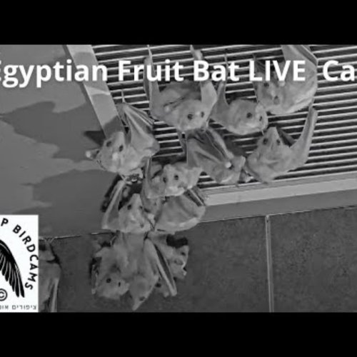 Egyptian Fruit Bat Colony Live Stream in Tel Aviv, Israel