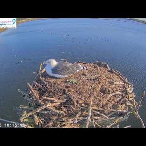 Manton Bay Osprey Nest Live: Rutland Water, England