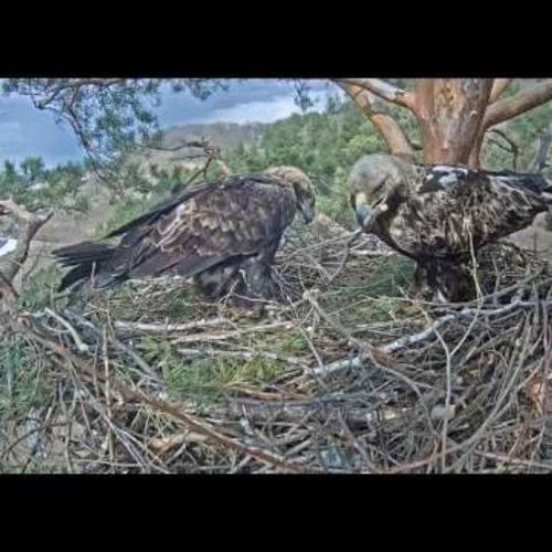 Golden Eagle Nest Live: Yelabuga, Tatarstan Wildlife Cam