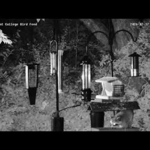 Winnie Palmer Bird Feeder Live Stream | Saint Vincent College Wildlife Webcam