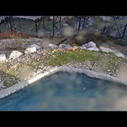 Zoo Sauvage de Saint-Félicien Live Webcam: Wildlife Habitat View