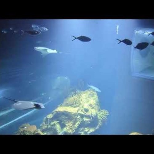 Haus Des Meeres Aquarium Live Webcam - Vienna, Austria