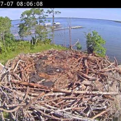 Witness Osprey Nest Activity in Orange Beach 🌿