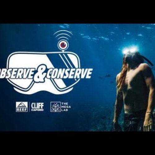 Hawaiian Coral Reefs: The Aqualink Mega Lab Live Stream