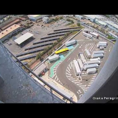 Izumiotsu Peregrine Falcon Balcony Live | Osaka, Japan