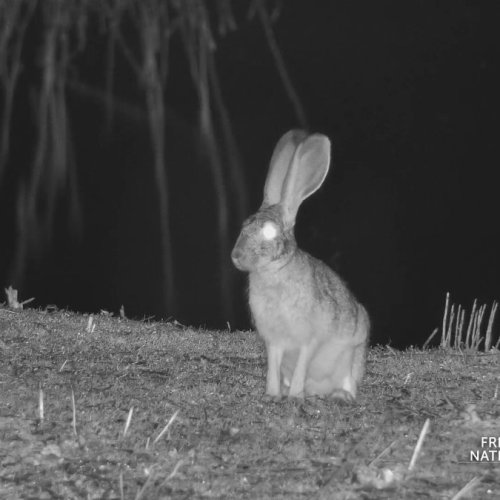 Sacramento National Wildlife Refuge Live Wildlife Cam