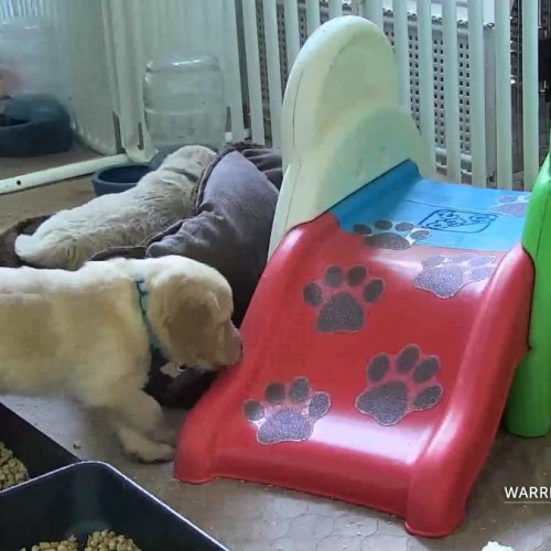 Warrior Canine Connection Service Puppy Cam in Boyds, MD