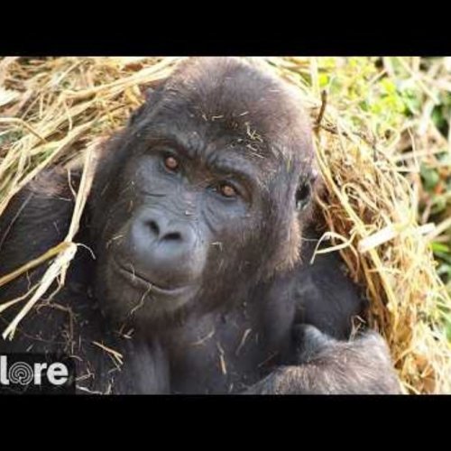 Gorilla Grace Live Webcam: Up Close in Butembo