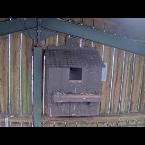 Somerset Wildlife Trust Barn Owl Cam - Live from Taunton