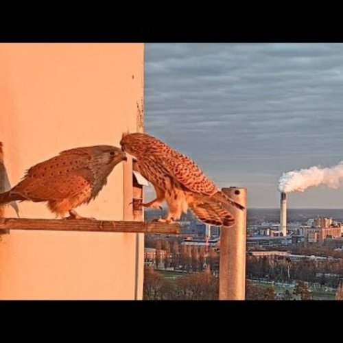 Kestrel Nest on the Corbusierhaus, Berlin