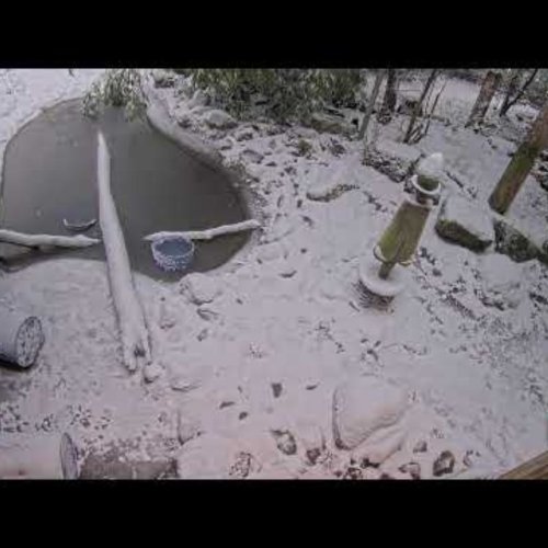 Witness the Roar of Tigers at Dierenpark Amersfoort's Tiger Cam 🐯