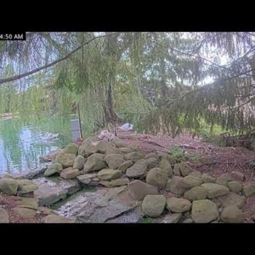 Brunswick Hills Township Pond Live Stream, Ohio