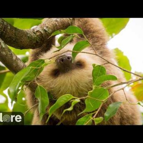Heredia Sloth Sanctuary Live Webcam: Watch Wildlife Up Close