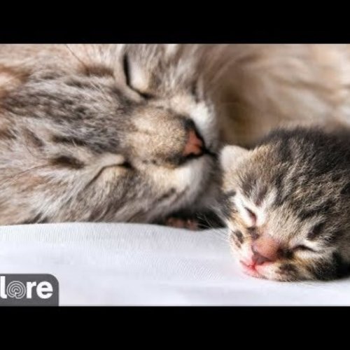 Los Angeles Kitten Rescue Live Cam 🐾