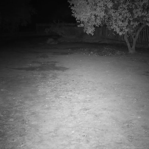 Experience The Wild: Rhino Outdoor Cam