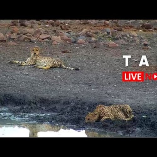 Tau Game Lodge South Africa Wildlife Webcam