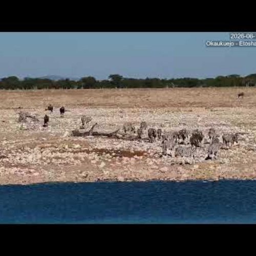 Okaukuejo Etosha Wildlife Panorama | Namibia