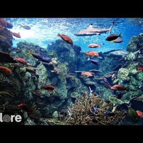 Aquarium of the Pacific: Tropical Reef Live Webcam