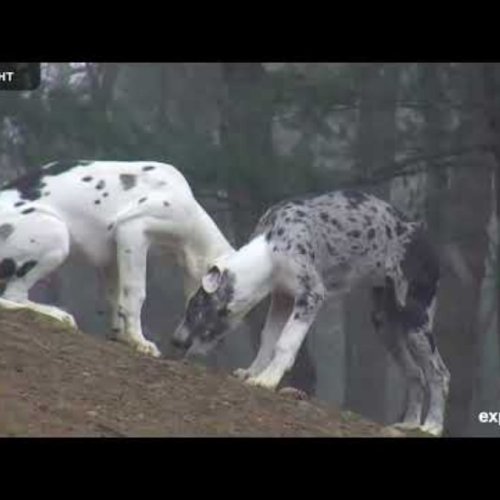 Great Danes Service Puppies Live: Puppy Hill in Linebrook